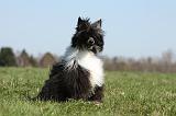 CHIEN NU CHINOIS 168